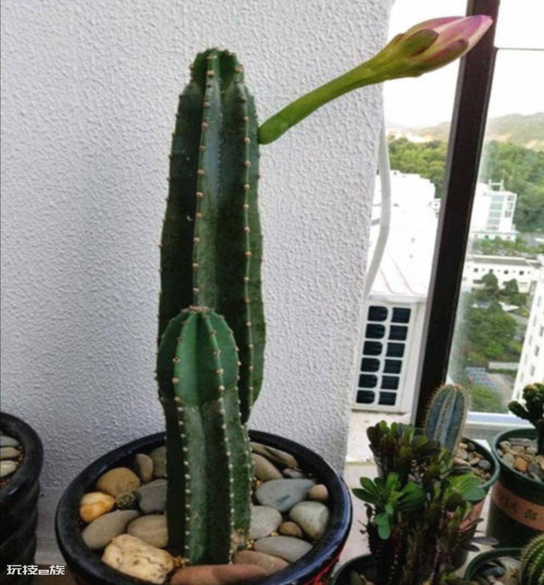 防辐射最强的7种植物(便宜好养又吸收电脑辐射的绿植排名)-图片5
